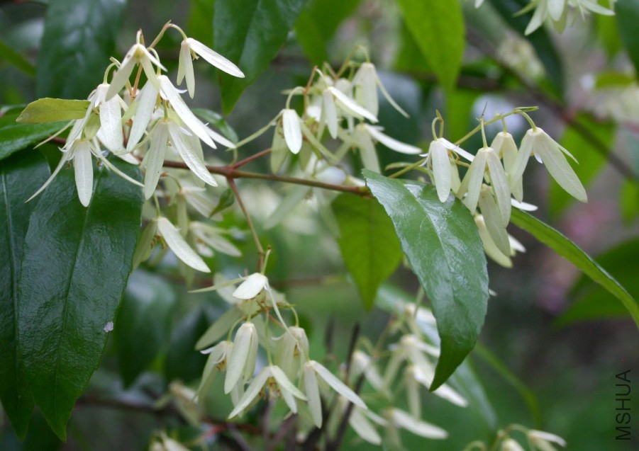 04 Aphanopetalum resinosum flowers Oct 2010.jpg