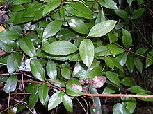 220px-Aphanopetalum_resinosum_Eastwood.jpg