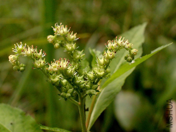 penthorum_sedoides.jpg