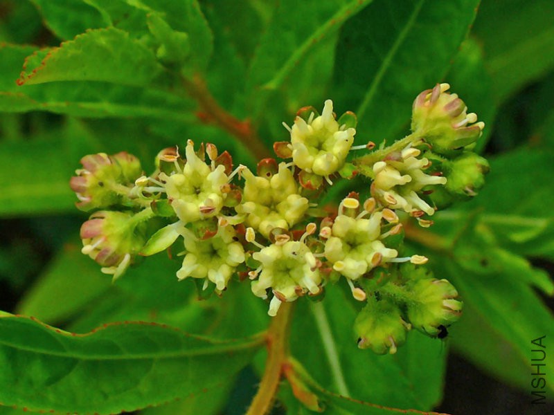 Penthorum_sedoides_002.jpg