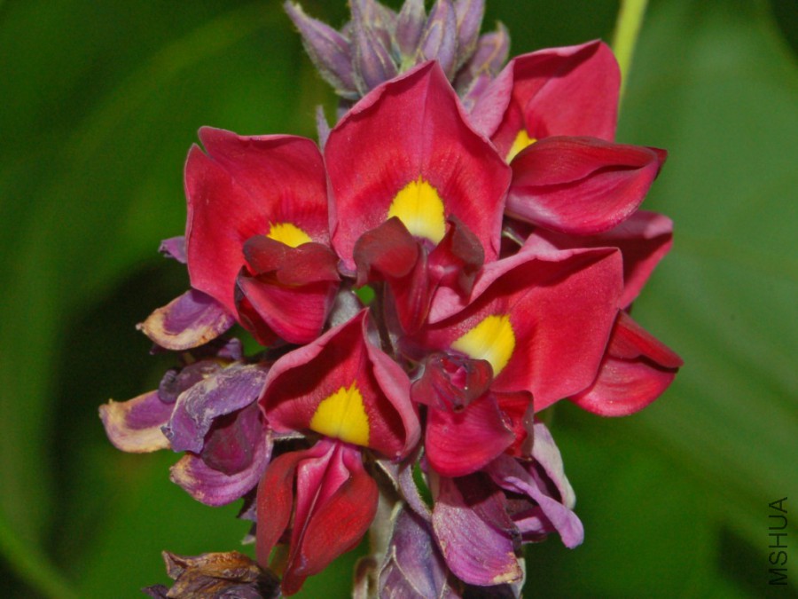 Fabaceae_-_Pueraria_montana_var__lobata.jpg