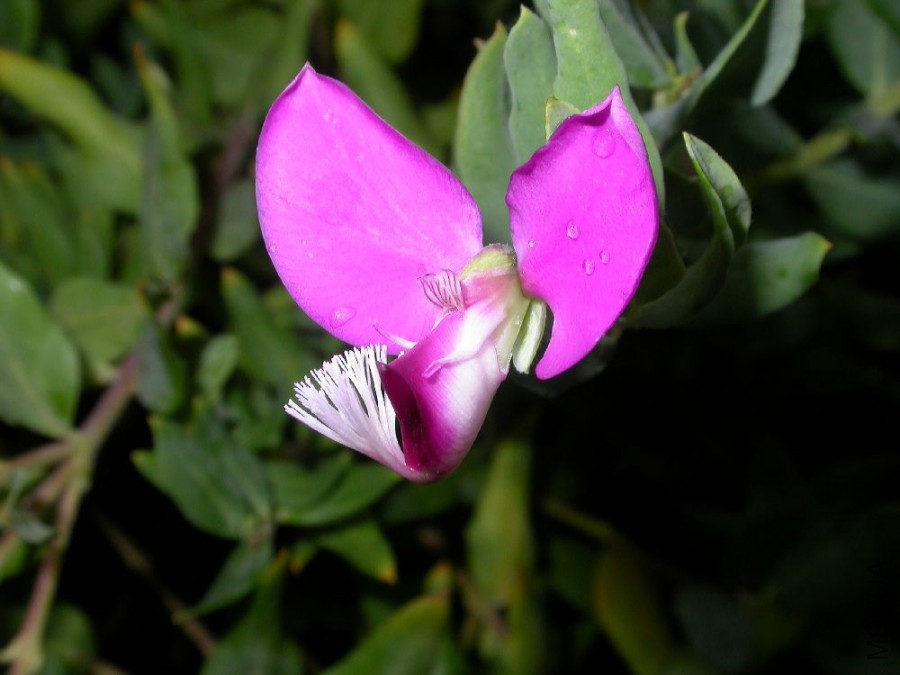Polygala_2.jpg