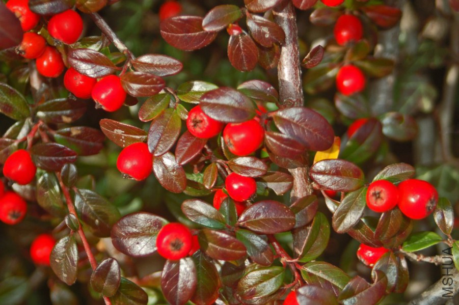 Rosaceae_-_Cotoneaster_dammeri.jpg
