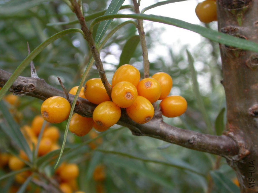 HippophaeRhamnoides1.jpg