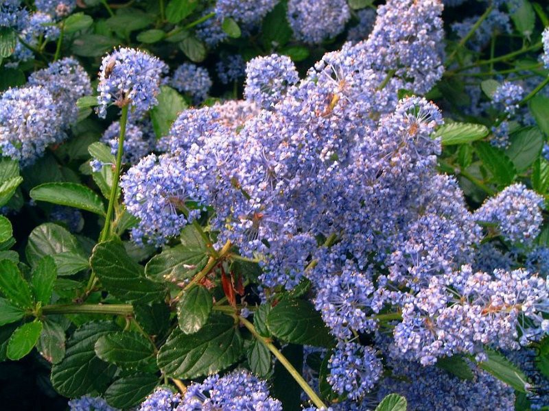 Ceanothe%20rampant%20rhamnaceae%20ceanothus.jpg