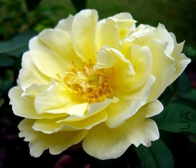 ��Ҷ��Yellow Dagmar Hastrup3.jpg