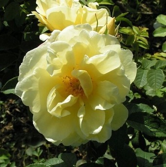 Belle poitivine��ʱ.jpg