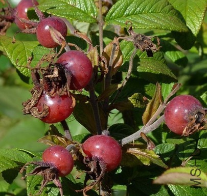 Rotes Phaenomen3.JPG