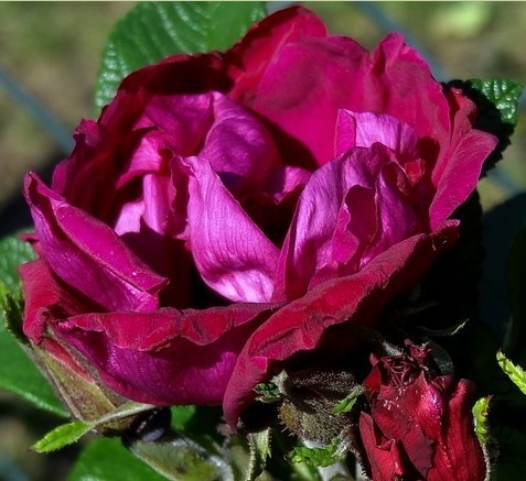 Rotes Phaenomen2.JPG