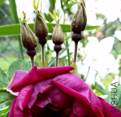 Rotes Phaenomen4.JPG