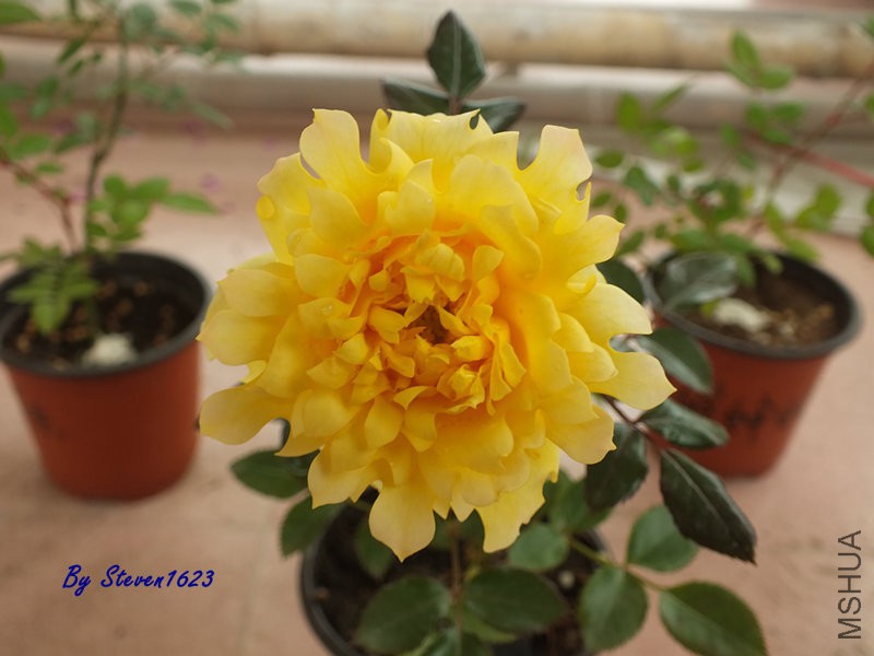 DSCF9484.JPG