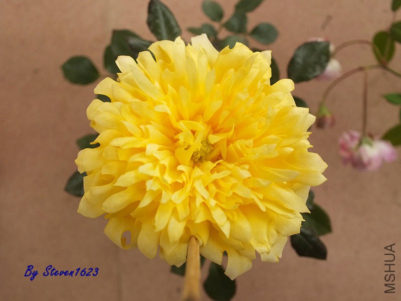 DSCF9518.JPG