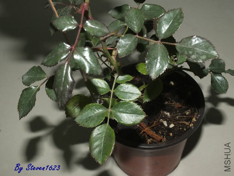 DSCF9532.JPG