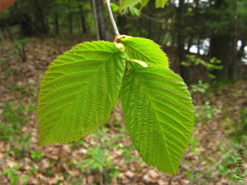 ulmus-americana-le-dkausen-a.jpg