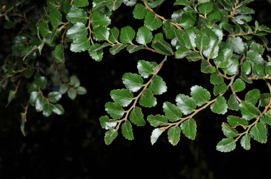 NothofagusMenziesii.jpg