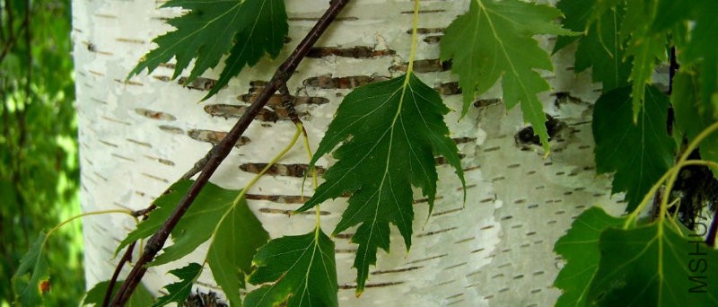 betulaceae-1280-x-960-1170x500.jpg