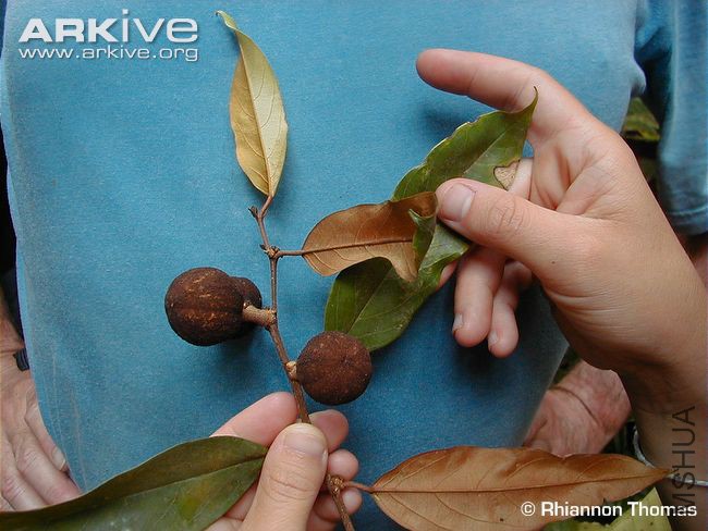 Afrostyrax-lepidophyllus-fruit-and-leaves.jpg