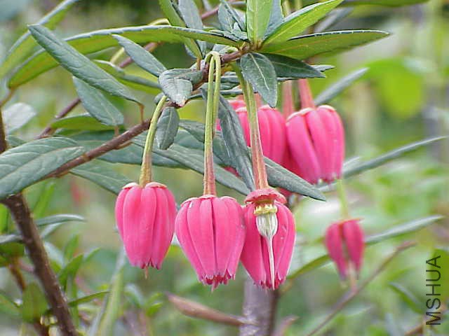 Crinodendron_hookerianum1.jpg