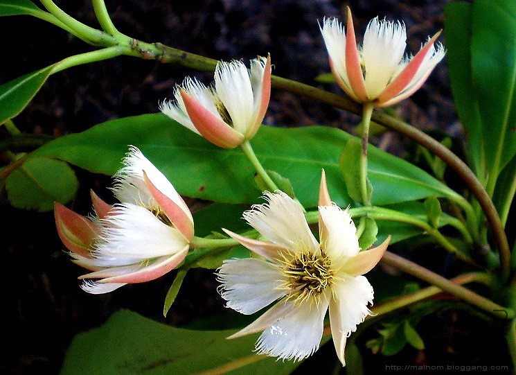 Elaeocarpus Grandiflorus.jpg