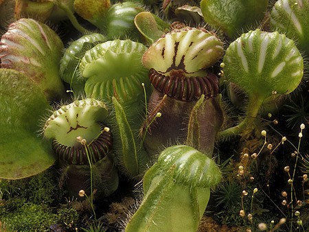 cephalotus.jpg
