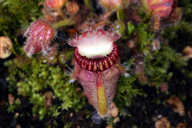 Cephalotus_follicularis02.jpg