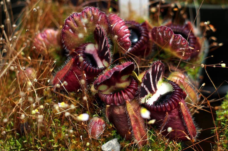 Cephalotus 2.jpg