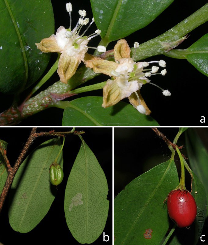 erythroxylaceae.jpg