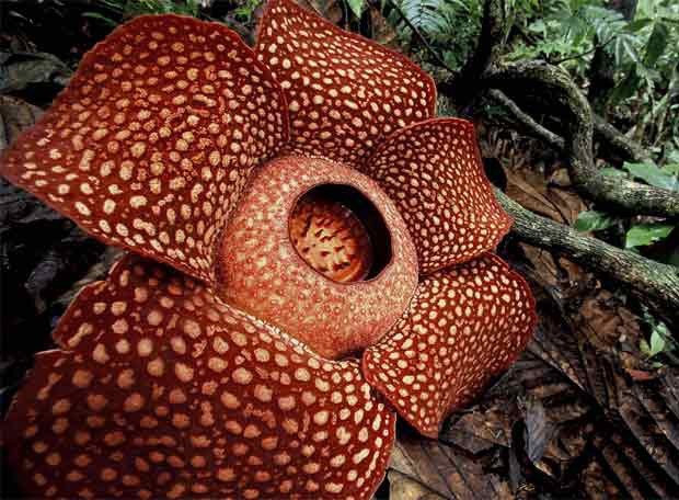 Imagen_Rafflesiaceae_alcanza_metro_diametro_kilos_peso.jpg