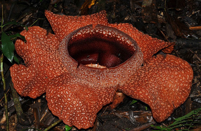 RafflesiaKeithiiRVV.jpg