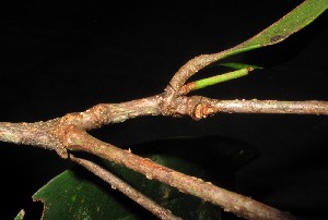 XM_0299_I_2 1448038970.jpg