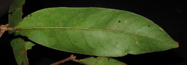 XM_0299_I_5 1448038970.jpg