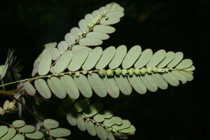 Phyllanthus_amarus2.jpg