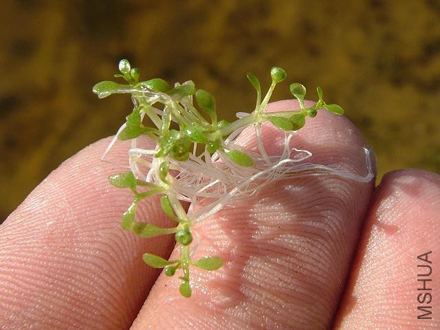 elatine_hexandra_six_s**ened_waterwort_00_plant_close-up_17-07-06.jpg