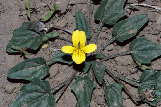 viola-purpurea-venosa03.jpg