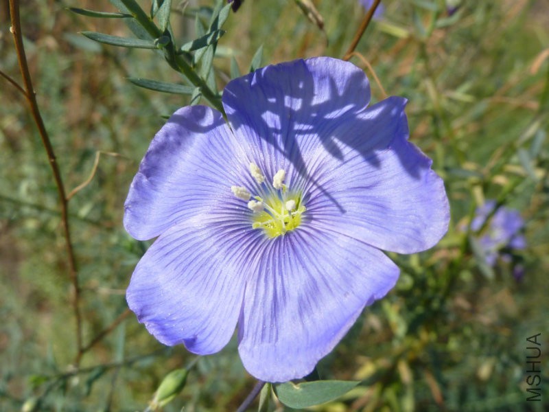 Linum_perenne_'Perennial_Flax'_(Linaceae)_flower.jpg
