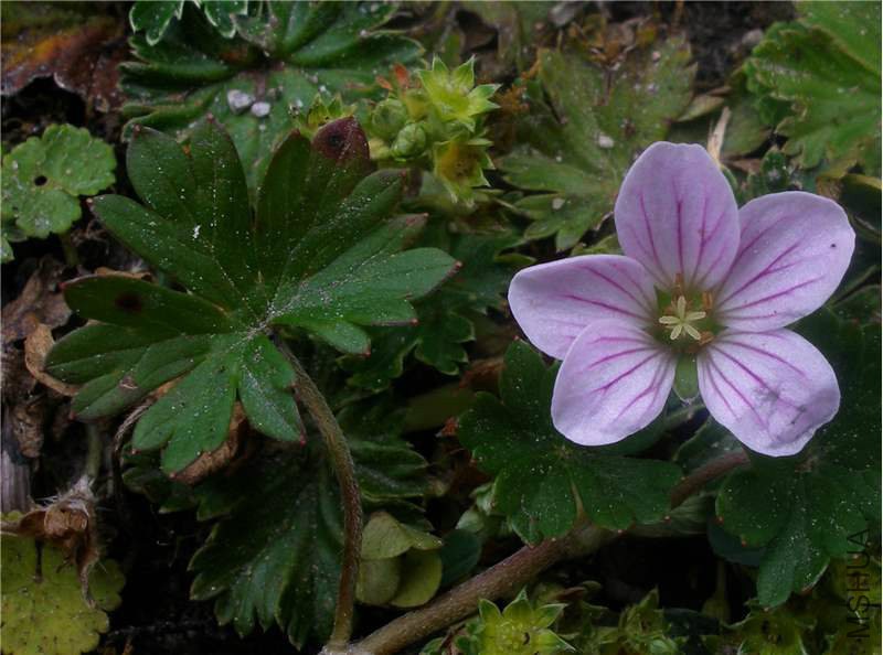 Geranium_diffusum_1.jpg