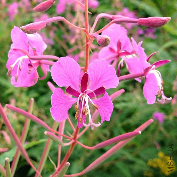 Epilobium_angustifolium_(Schmalblttriges_Weidenrschen)_onagraceae.jpg