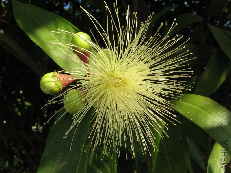 Myrtaceae_SãoPaulo02.jpg