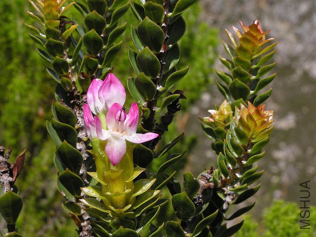 Saltera sarcocolla.jpg