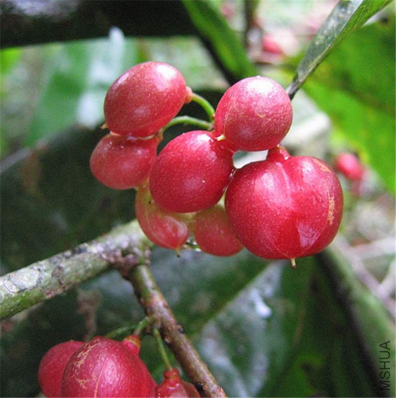 Protium unifoliolatum_Burseraceae_DS_Cristalino_A3385.jpg