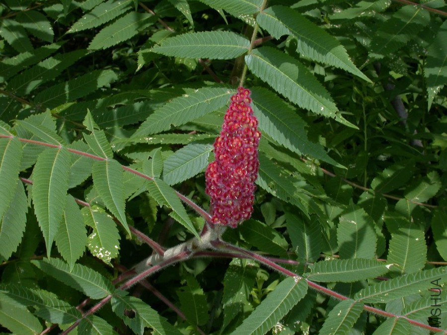 Rhus_typhina1.jpg
