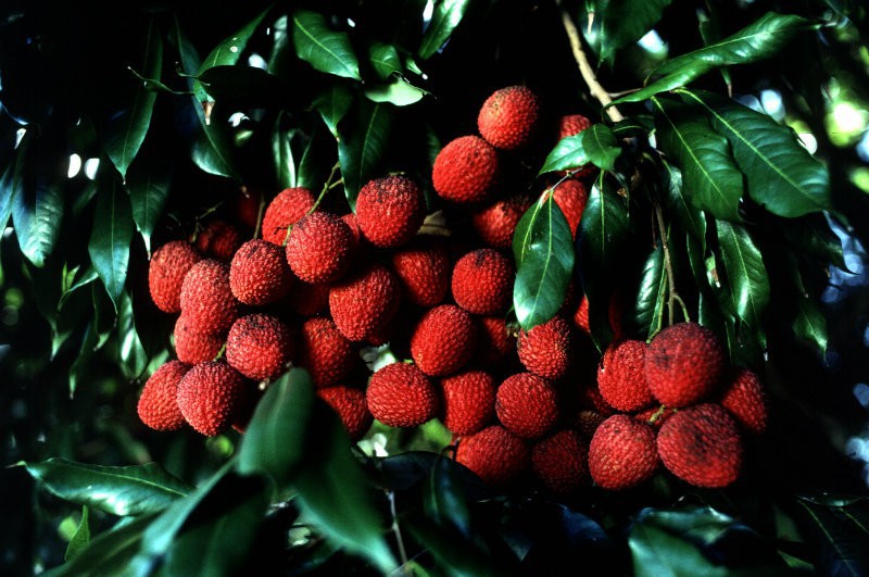 Lychee.jpg