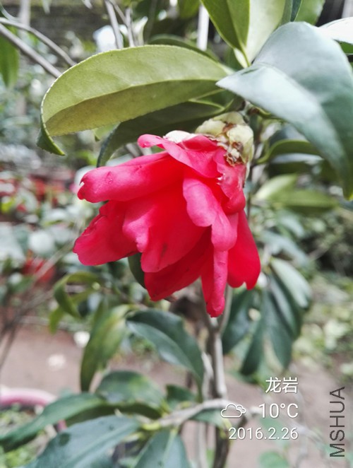 IMG_20160226_084711_����.jpg