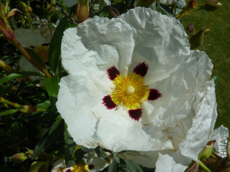 Cistus_cyprius_'Common_Gum_Cistus'_(Cistaceae)_flower.jpg