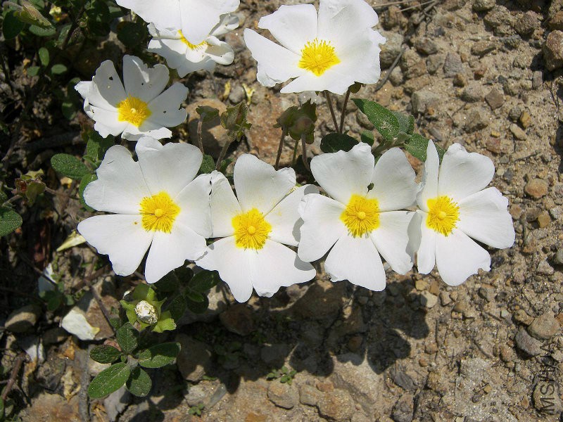 cistus-salvifolius-cistaceae-flower.jpg