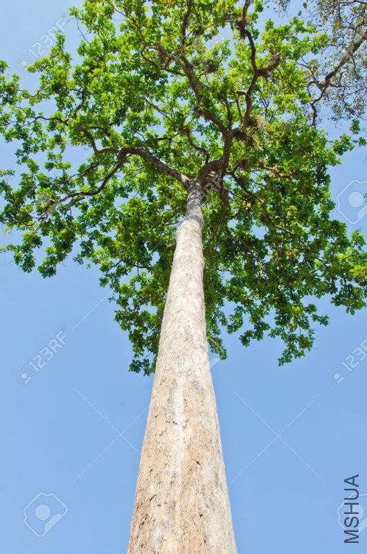 12308317-Very-large-rubber-tree-D-alatus-Roxb-trees-from-Dipterocarpus-family-Di.jpg