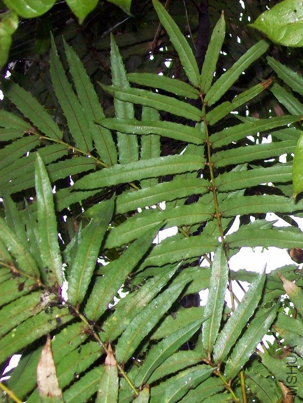 Akania_bidwillii_leaves.jpg