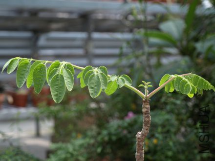 moringaceae-2_440_330_s.jpg