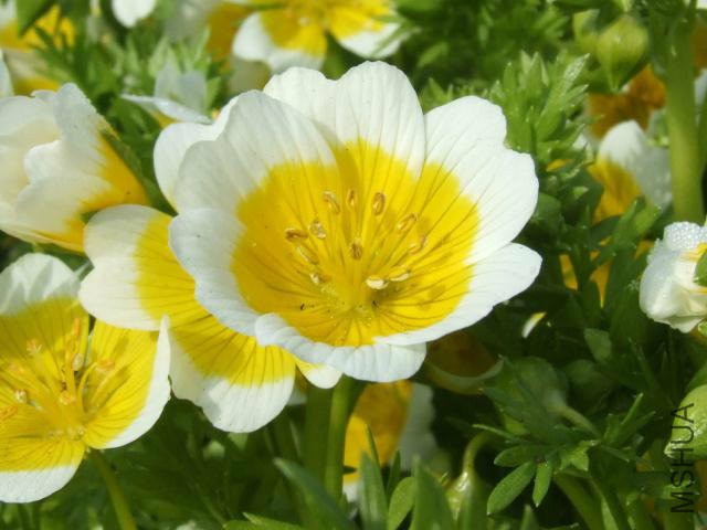 limnanthes_douglasii_meadow_foam_poached_egg_plant_flower_14-05-06.jpg