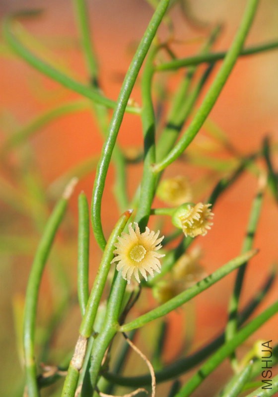 Gyrostemon_ramulosis_flowers.jpg